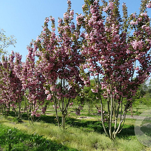 Prunus ser. 'Kanzan' 800-900 cm draadkluit meerstammig