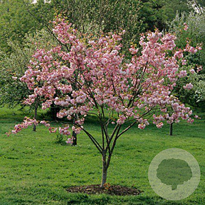 Prunus ser. 'Pink Perfection' 350-400 cm draadkluit meerstammig op aanvraag