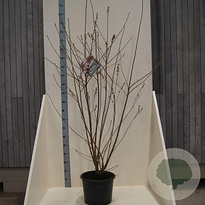 Prunus subh. 'Autumnalis' 150-175 cm 20L meerstammig