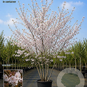 Prunus yedoensis 175-200 cm 40L meerstammig