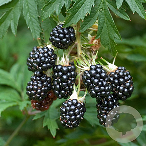 Rubus frut. 'Oregon Thornless' 150-175 cm vierkant rond 5,5L