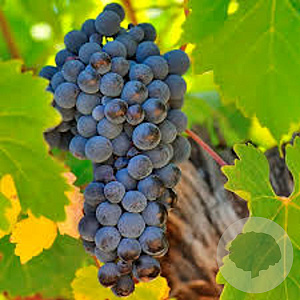 Vitis (Vin) 'Cabernet Sauvignon' 150-175 cm vierkant rond 5,5L