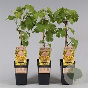 Vitis 'Golden Champion' 150-175 cm vierkant rond 5,5L