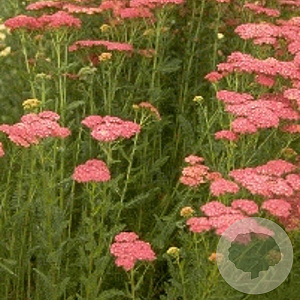 Achillea m. 'Cerise Queen' GM P9