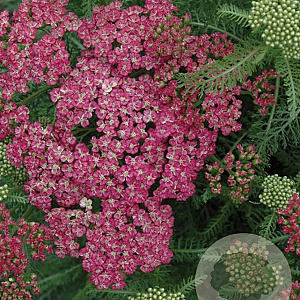 Achillea m. 'Saucy Seduction' GM P9