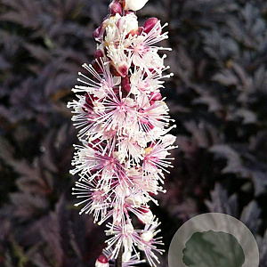 Actaea simp. 'Pink Spike' GM P9