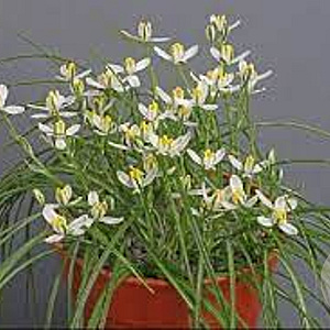 Albuca humilis GM P9