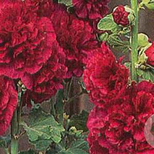 Alcea r. 'Charters Rot' GM P9