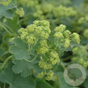 Alchemilla sericata 'Gold Strike' GM P9