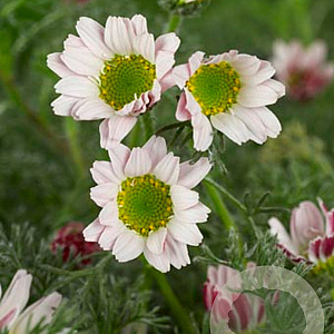 Anacyclus pyrethrum depressus GM P9