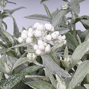 Anaphalis tripl. 'Silberregen' GM P9