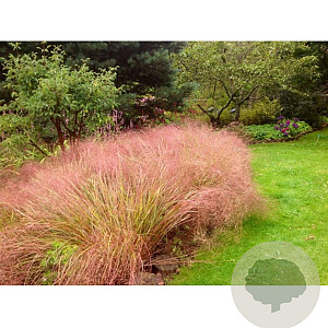 Anemanthele lessoniana 'Sirocco' GM P9