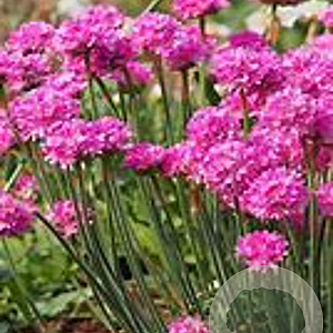 Armeria m. 'Varretu' GM P9