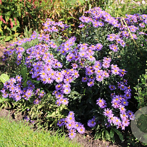 Aster amellus 'Glücksfund' GM P9