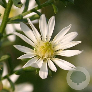 Aster ericoides 'Schneetanne' GM P9