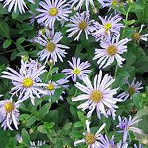 Aster frikartii 'Flora's Delight' GM P9