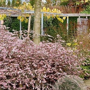 Aster l. 'Horizontalis' GM P9