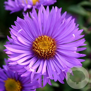 Aster n.-a. 'Barr's Blue' GM P9