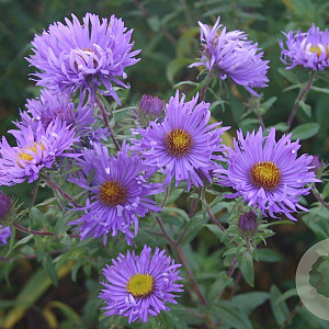 Aster n.-a. 'Barr's Blue' GM P9