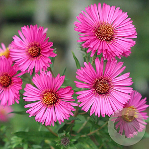 Aster n.-a. 'Rubinschatz' GM P9