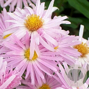 Aster n.-b. 'Fellowship' GM P9