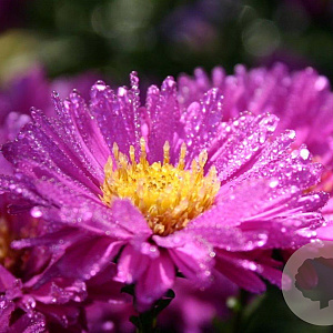 Aster n.-b. 'Karminkuppel' GM P9