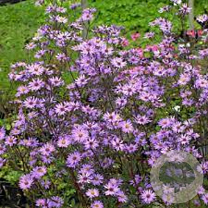 Aster 'Prairie Purple' GM P9