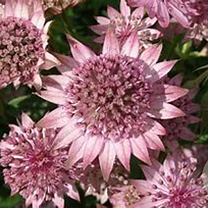 Astrantia m. Magical Diamonds Pink GM P9
