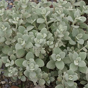 Ballota pseudod. 'Compact Form' GM P9