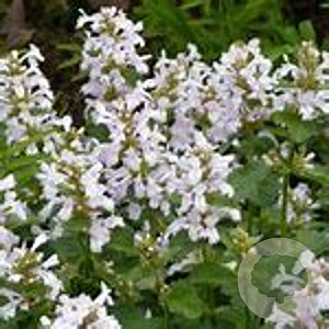 Betonica macrantha 'Morning Blush' GM P9