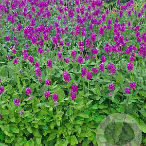 Betonica off. 'Summer Grapes' GM P9