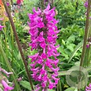 Betonica 'Summer Romance' GM P9