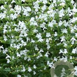 Calamintha n. 'Marvelette White' GM P9