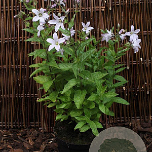 Campanula lact. 'Loddon Anna' GM P9
