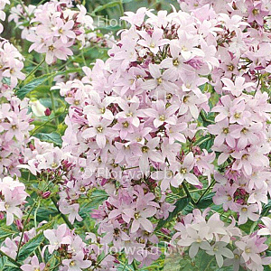 Campanula lact. 'Loddon Anna' GM P9