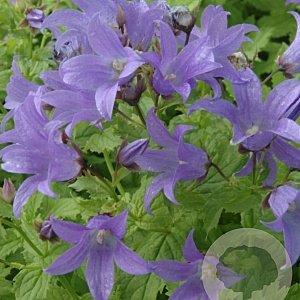 Campanula lact. 'Prichard's Var.' GM P9