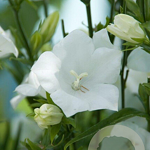Campanula pers. 'Alba' GM P9