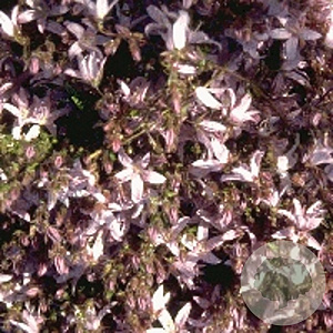 Campanula posch. 'Lisduggan Var.' GM P9