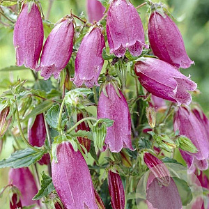 Campanula punc. 'Beetroot' GM P9