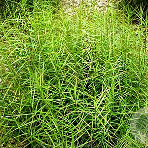 Carex musk. 'Little Midge' GM P9