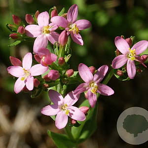 Centaurium erythraea GM P9