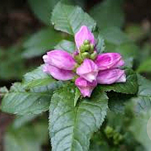 Chelone lyonii 'Hot Lips' GM P9