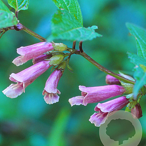 Chelonopsis moschata GM P9