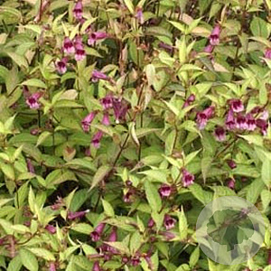 Chelonopsis moschata GM P9