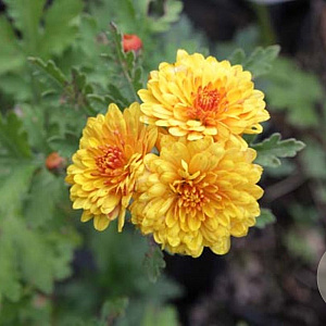 Chrysanthemum (I) 'Bienchen' GM P9
