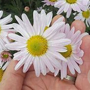 Chrysanthemum (I) 'L'Innocence' GM P9