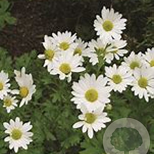 Chrysanthemum (I) 'Lichtkuppel' GM P9