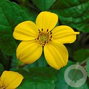 Chrysogonum v. 'Andre Viette' GM P9