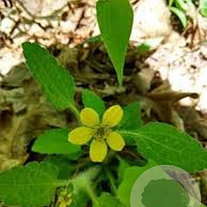 Chrysogonum v. 'Pierre' GM P9