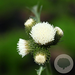 Cirsium rivulare Frosted Magic GM P9